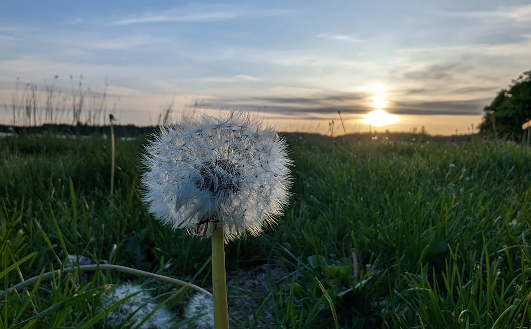 Solnedgang, natur, mælkebøtte, idyl, Thybo og Co - Grøn kommunikation